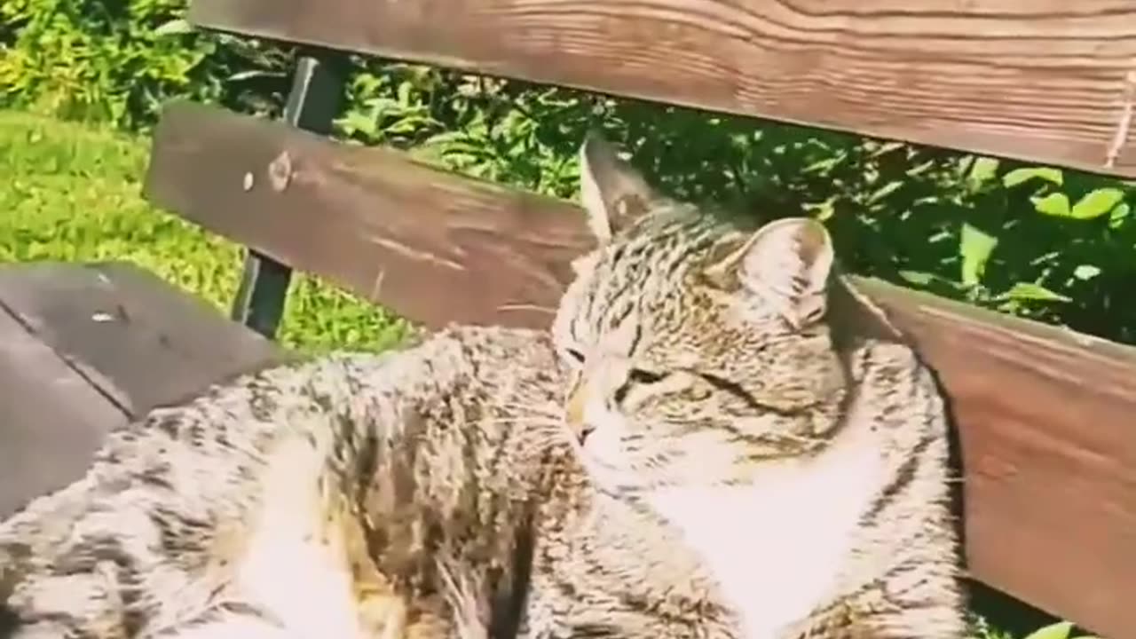 What gorgeous kitties! They're both wonderful!