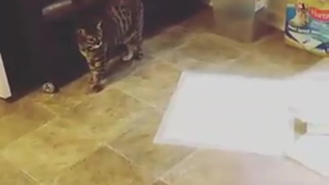 Funny, Dog vs Cat fight. tell me who won