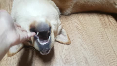 My dog looks happy upside down.