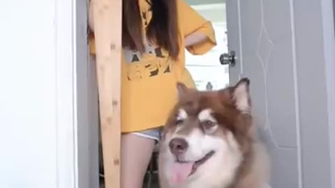 Smart dog video ❤️