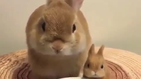 That little bunny, why don't you eat it