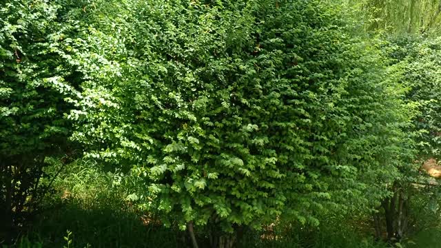 The leaves of this plant are many and small