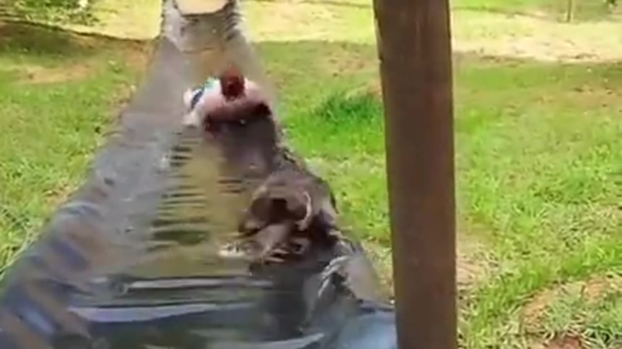 dog goes down the slip and slide.