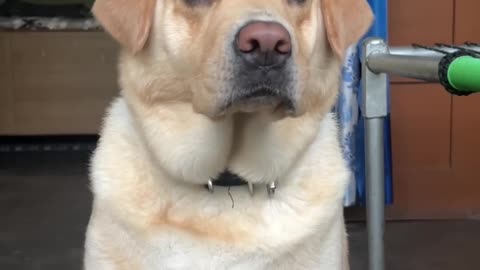 Funny Dog Vedio