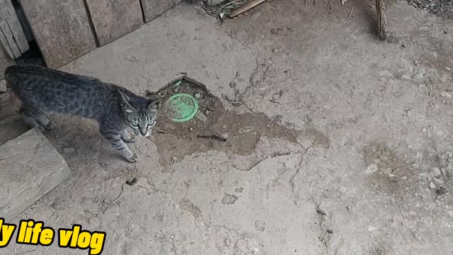 two beautiful cats outside | daily life vlog