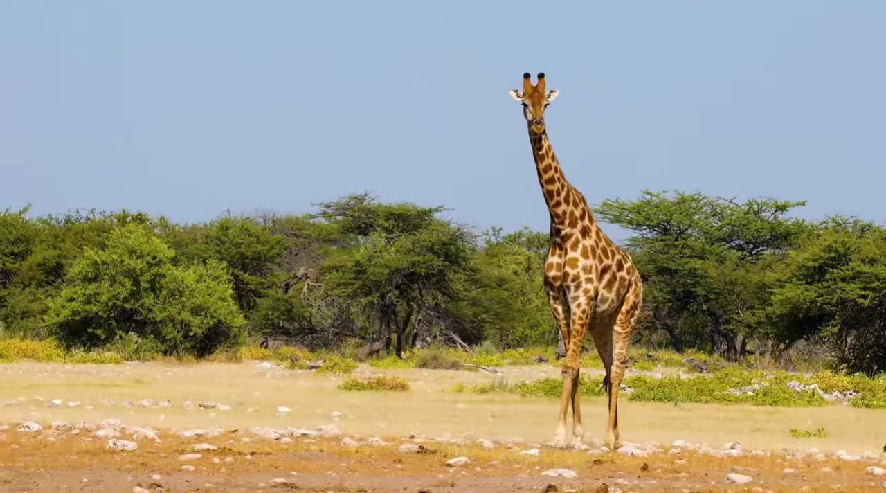 Amazon Wildlife In.QqHJsn