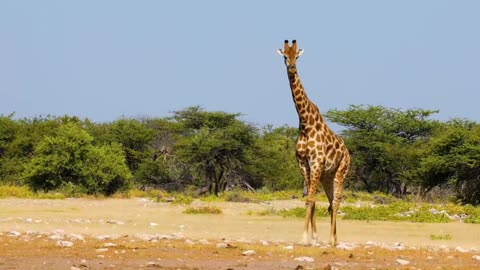 Amazon Wildlife In.QqHJsn
