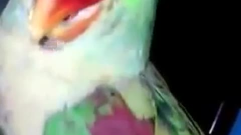 Very Funny video of talking parrot that make you laugh