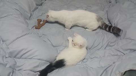 Baby cats surprised by dog chew