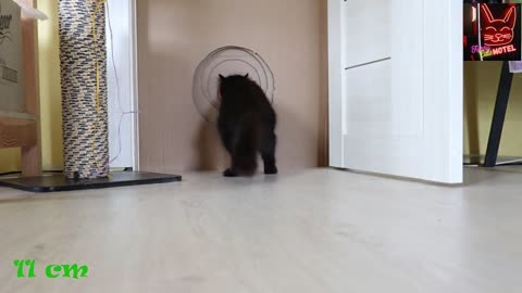 cat vs balloons the struggle|| funny