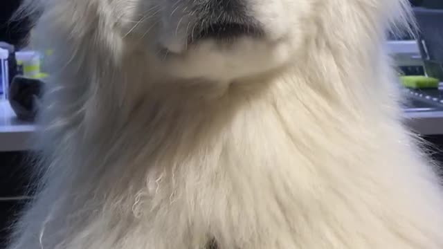 Dog waits nervously for food