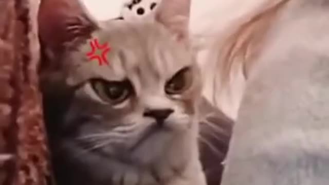 Best funny cat videos in the world