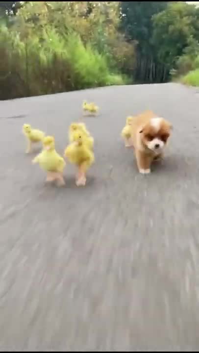 Funny Ducks and Dogs Playing Together 🐶🦆Funny Babies and Pets