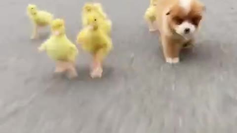 Funny Ducks and Dogs Playing Together 🐶🦆Funny Babies and Pets