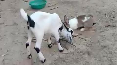 Rabbit and goat playing