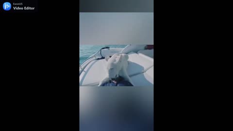 Lion is on the yatch romantic tour with his owner.mp4