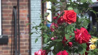 flowers 3 | hornseywood | hd