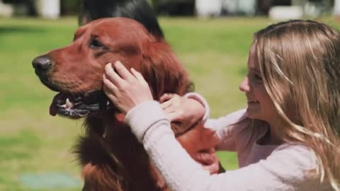 Dog Training video 🐶 - Funny Dog Video - Dog Love - #shorts #CuteDog #Dogshort #DogTrainingShort