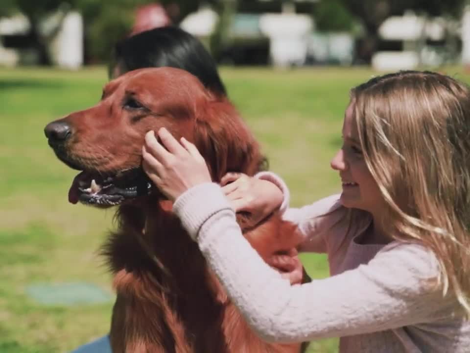 Dog Training video 🐶 - Funny Dog Video - Dog Love - #shorts #CuteDog #Dogshort #DogTrainingShort