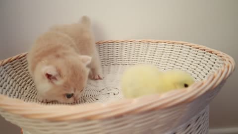 Kittens walk with a tiny chicken