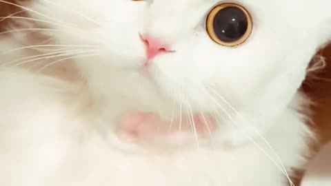 Beautiful Cat's Style 😺 #cat #cats #cute #cutecat #cutecats #pets #animals #catsbeauty #catlover