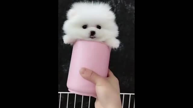 kp16-Funny and Cute Pomeranian