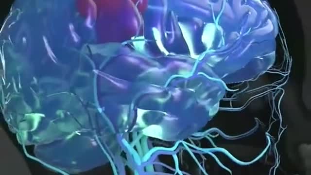 Animation demonstrates the human brain organs and nerves