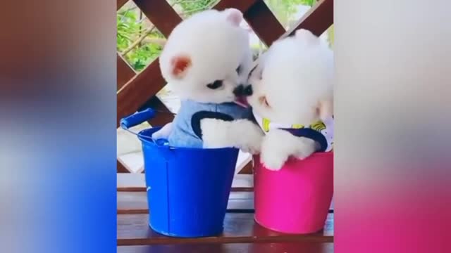 Baby dogs funny videos