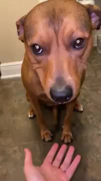Cutie dog hides blueberries in her mouse