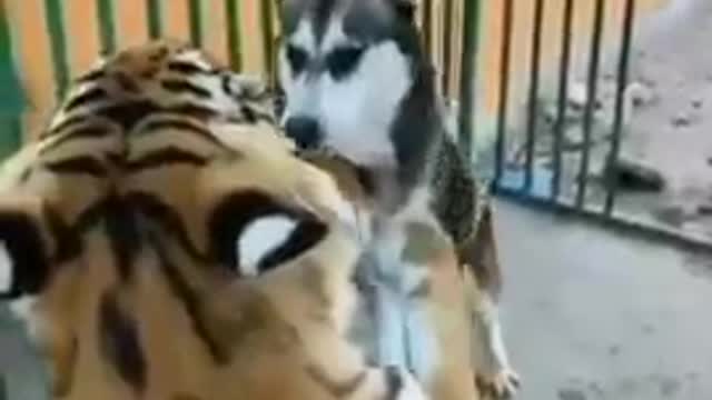 Dog vs tigar