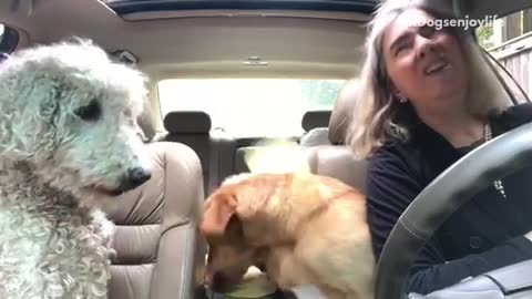 Labrador wolfs down tortillas in car in front of white dog