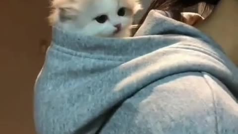 cute cat shorts❤#shorts #cat #cutecat