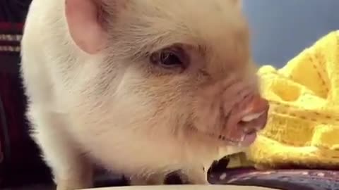 The pig is eating.