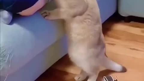 Funny animals