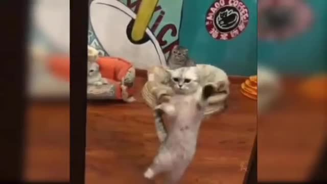 Cat ka dance #rumble