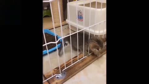 Cute And Funny Pets SHIT dont laugh