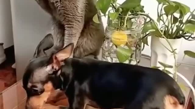 Soo funny - fighting - cat VS dog