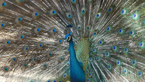 Peacock Tail Feathers