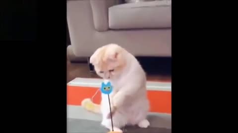 Cutest cat playing cat lover must watch this video