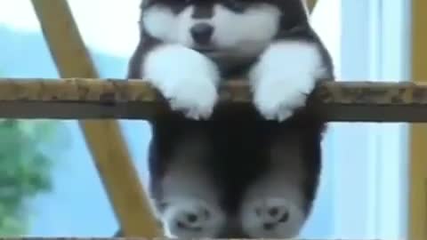 Puppy doing Cutest thing @ Husky