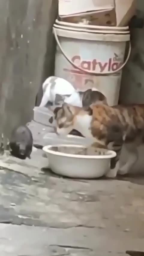 What cheeky mice, they've completely lost all fear