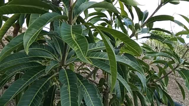 Mangoes trees