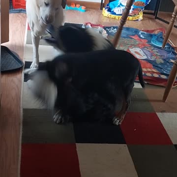 An Honest Minute of My Every Morning with Molly, Bandit, and the New Puppy JR