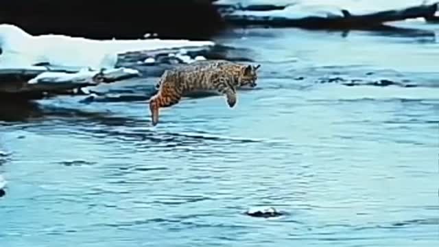 cat jump