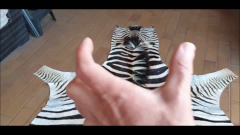 Zebra Mane gorgeous