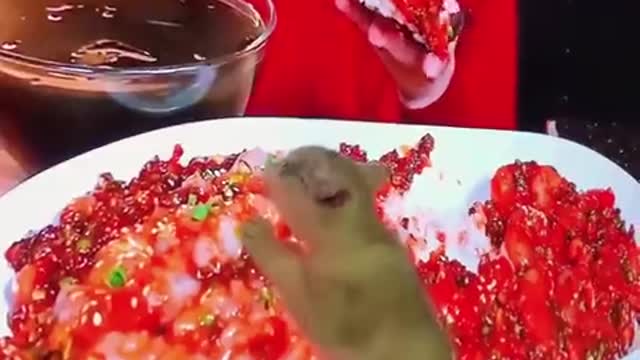 Funniest cats and dog part 2