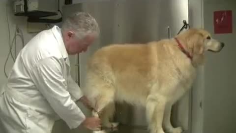 How to Treat Leg Injuries in Dogs