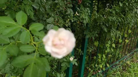 This flower is so white