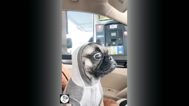 🤣DOG/NEVER SEEN LIKE THIS DOG/DOG VERY FUNNY