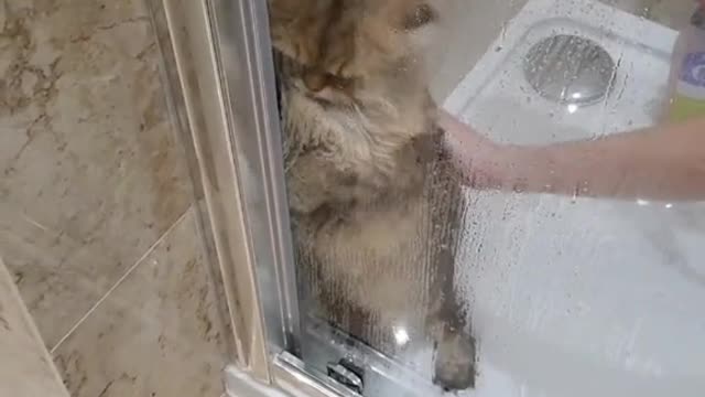 funny cat don't like a bath